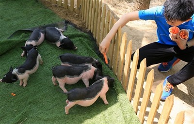 Ce ai face dacă porcușorul de Guineea primește o insolație